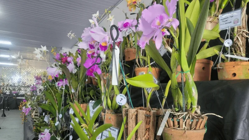 Valinhos recebe neste final de semana Exposição Nacional de Orquídeas no Parque Municipal